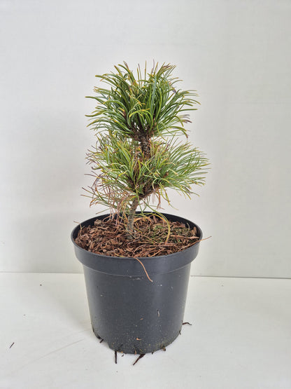 Pinus parviflora Bergman