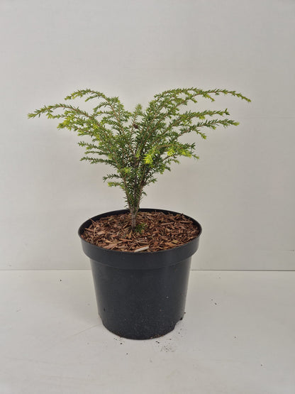 Tsuga canadensis Little Ninja