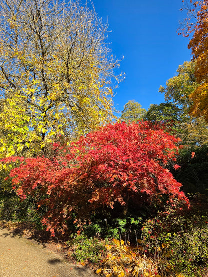 Acer palmatum Inazuma