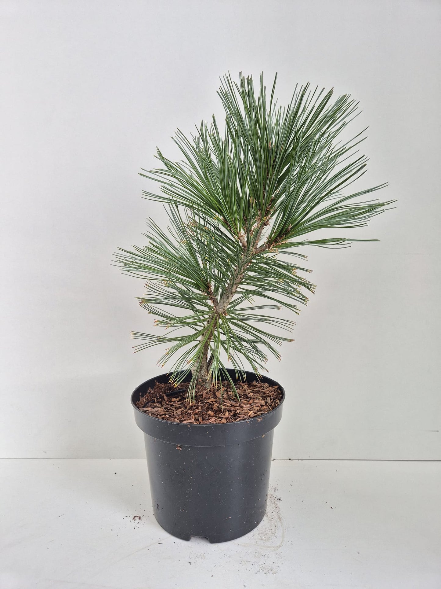 Pinus flexilis Vanderwolf’s Pyramid