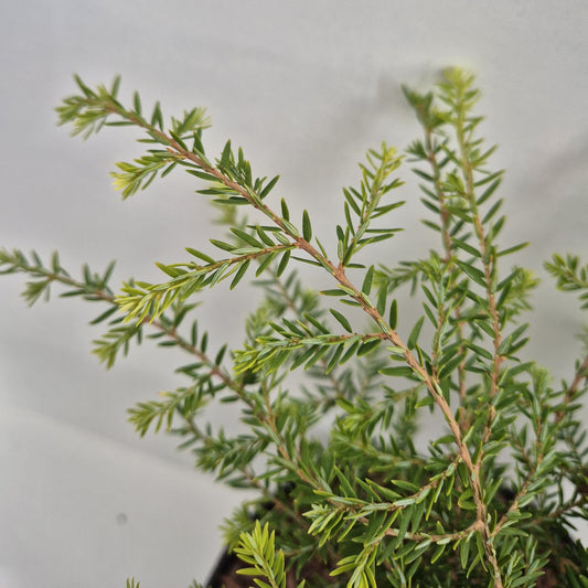 Tsuga canadensis Little Ninja