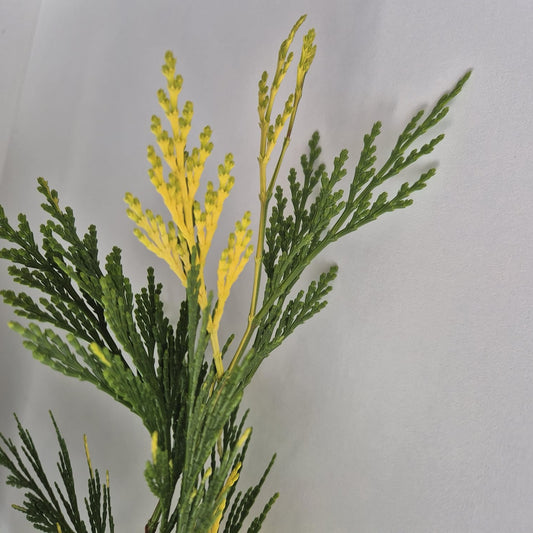 Calocedrus decurrens Maupin Glow