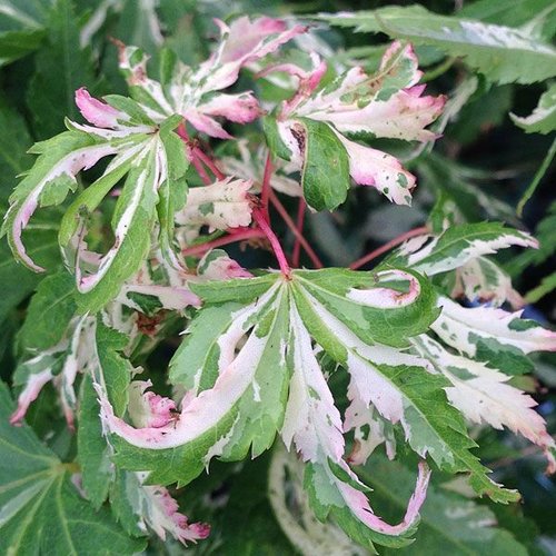 Acer palmatum Tsuru No Mai