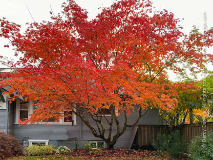 Acer japonicum Aconitifolium