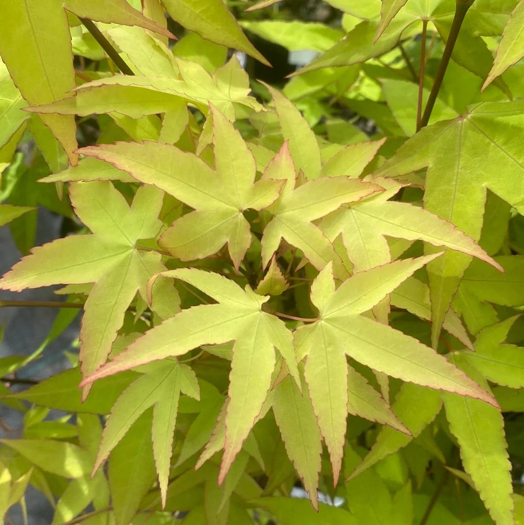 Acer oliverianum Hot Blonde