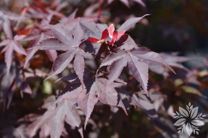 Acer palmatum Bloodgood