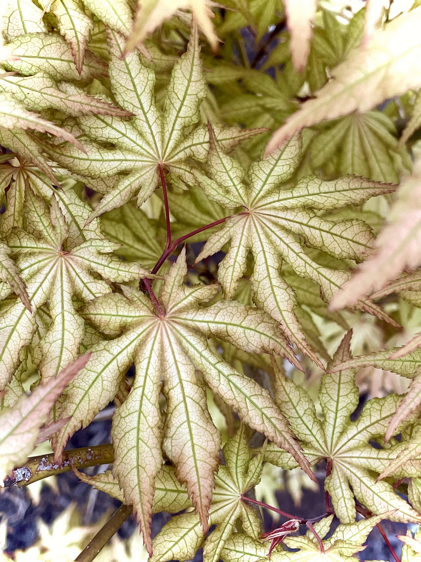 Acer palmatum Aka Shigitatsu Sawa