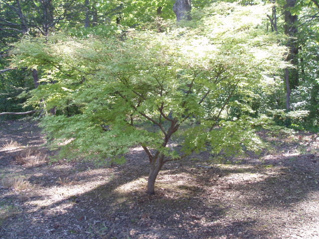 Acer palmatum Aka Shigitatsu Sawa