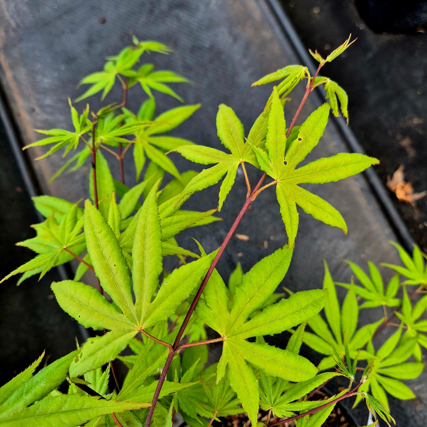 Acer palmatum Aksel