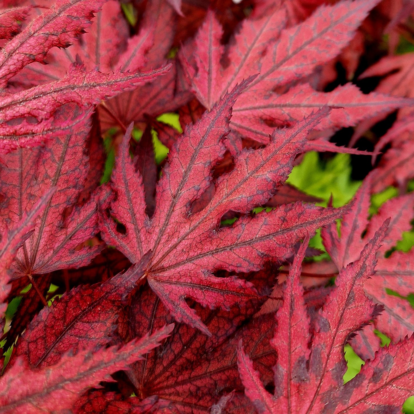 Acer palmatum Amagi Shigure