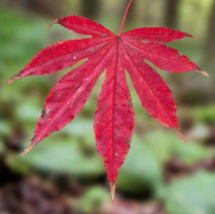 Acer palmatum Amagi Shigure