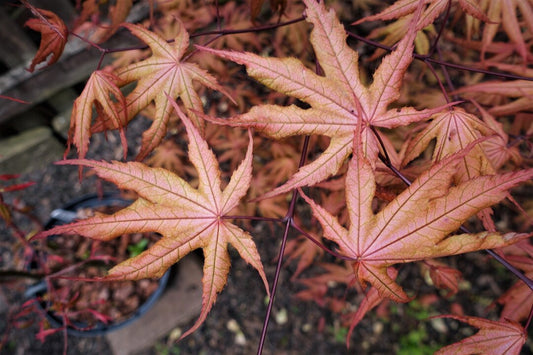 Acer palmatum Amber Ghost