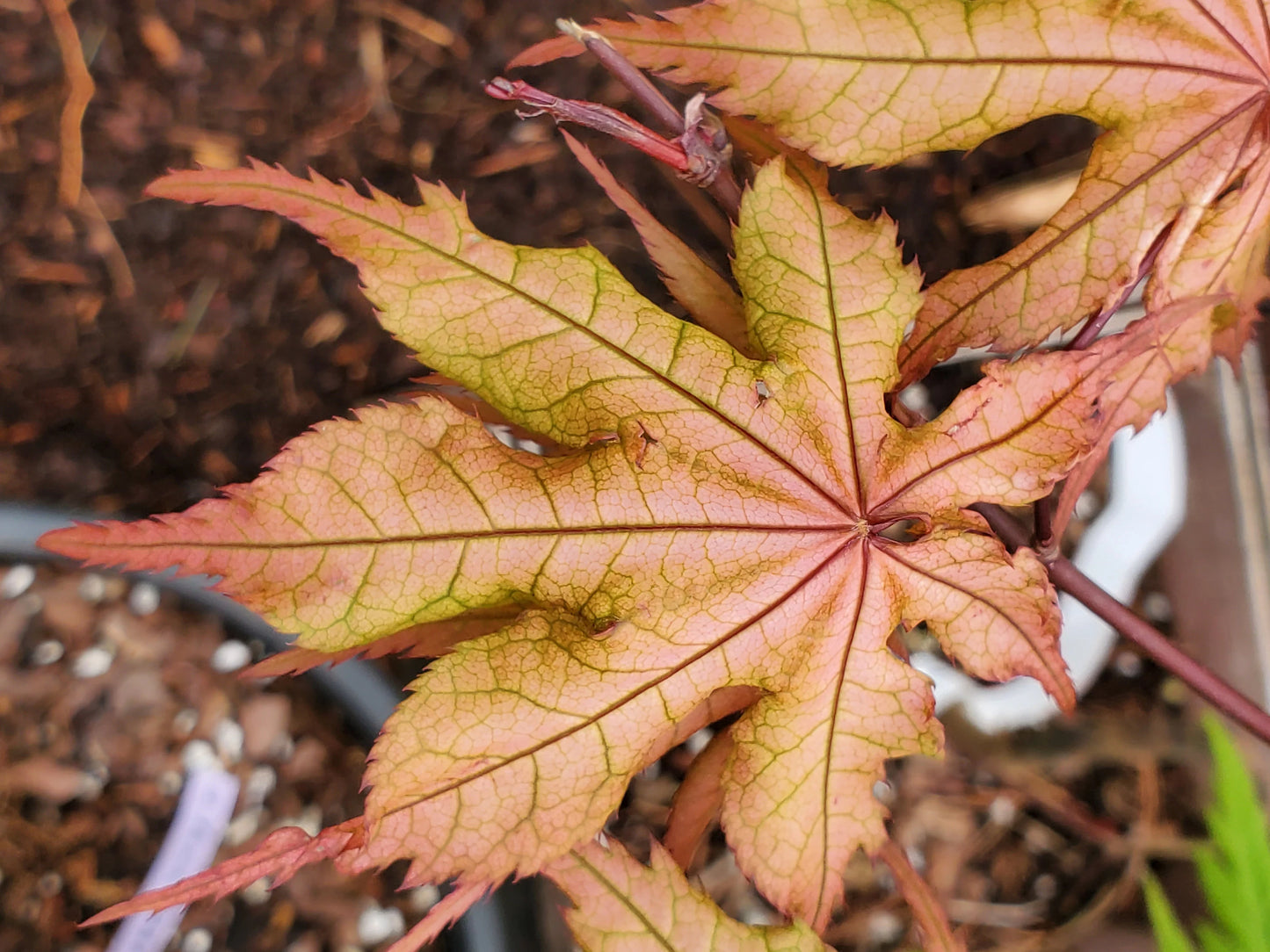 Acer palmatum Amber Ghost