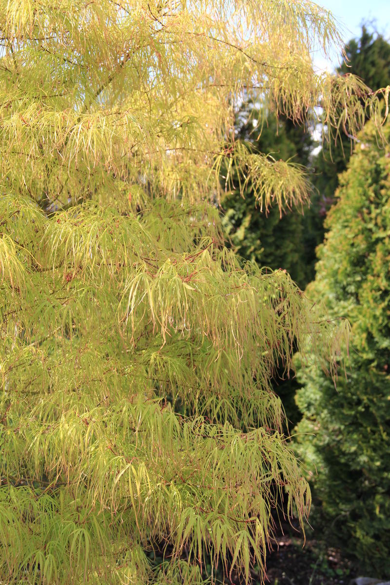 Acer palmatum Aoyagi Gawa