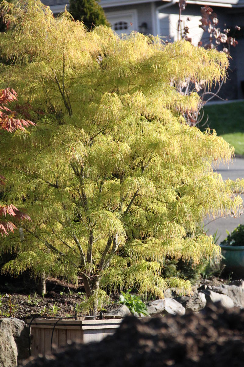 Acer palmatum Aoyagi Gawa