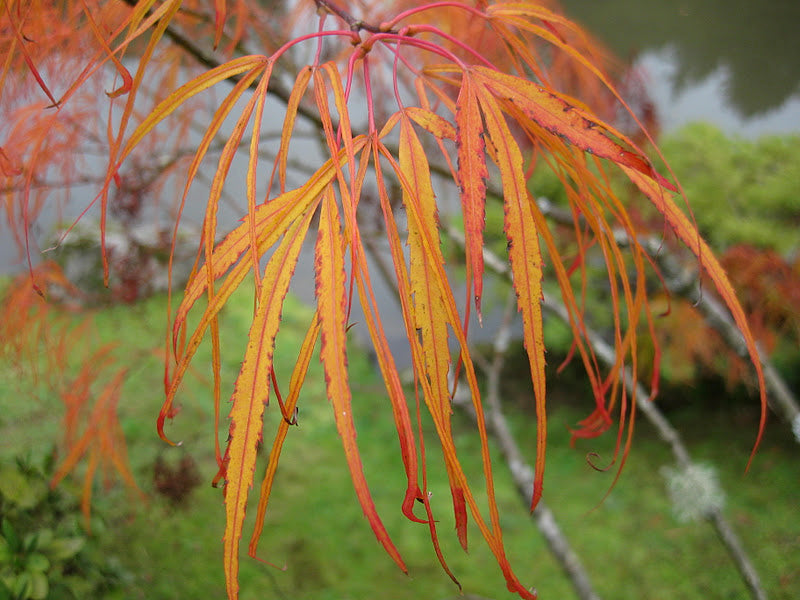 Acer palmatum Aoyagi Gawa