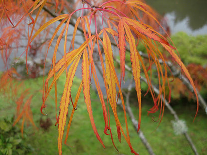 Acer palmatum Aoyagi Gawa