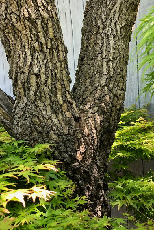 Acer palmatum Arakawa