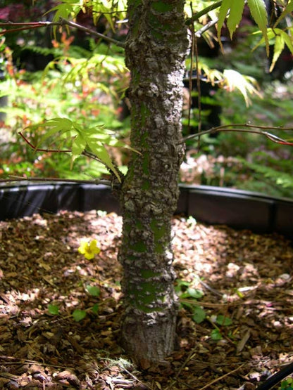 Acer palmatum Arakawa