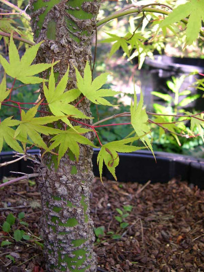 Acer palmatum Arakawa