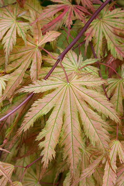 Acer palmatum Ariadne