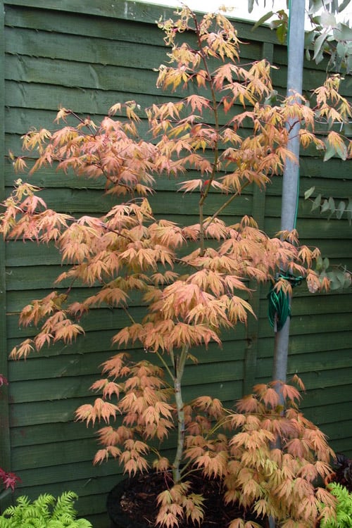 Acer palmatum Ariadne