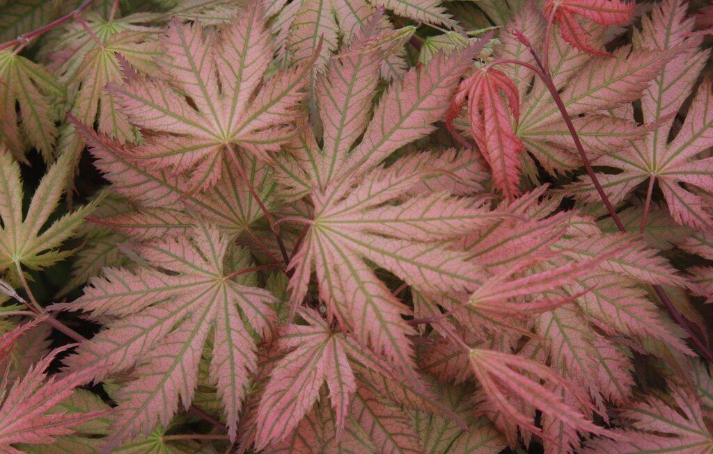 Acer palmatum Ariadne