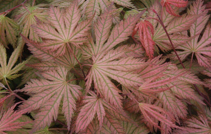 Acer palmatum Ariadne