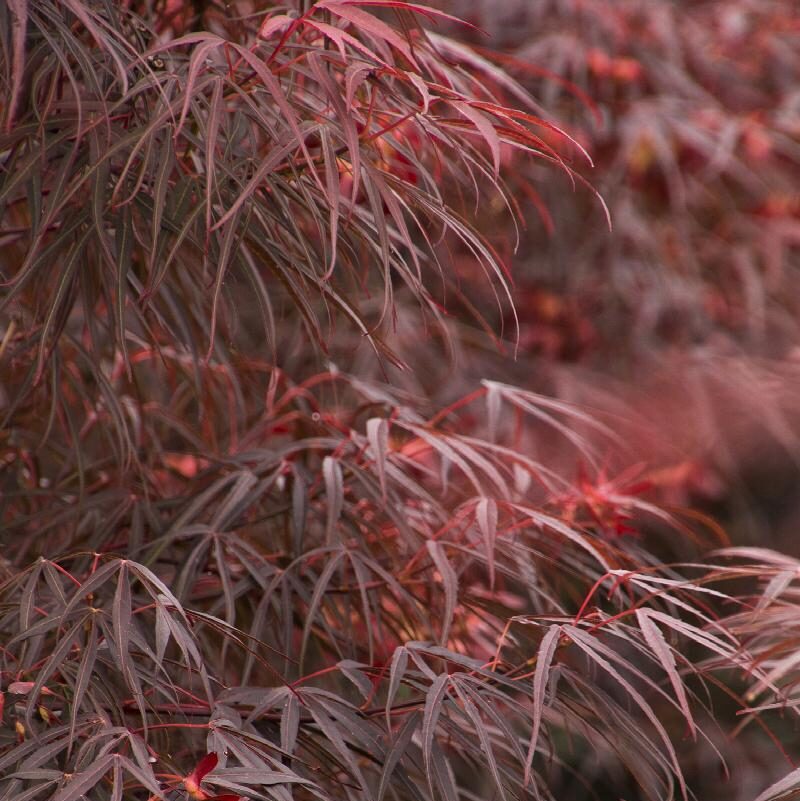 Acer palmatum Atrolineare