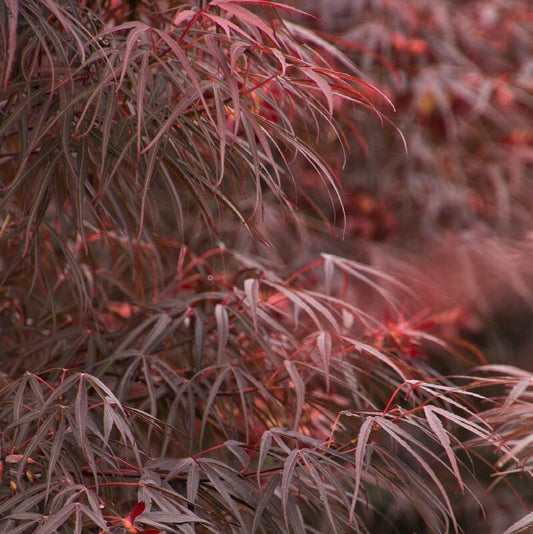 Acer palmatum Atrolineare