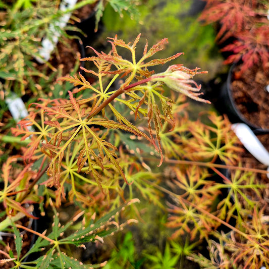 Acer palmatum Autumn Fire