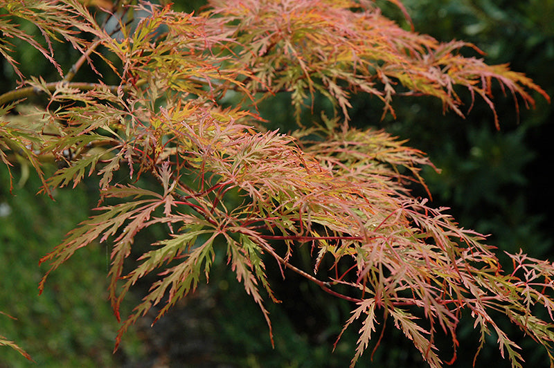 Acer palmatum Baldsmith