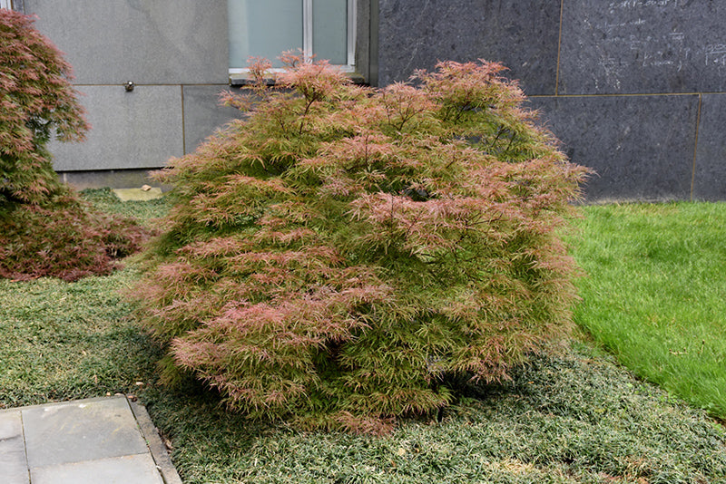 Acer palmatum Baldsmith