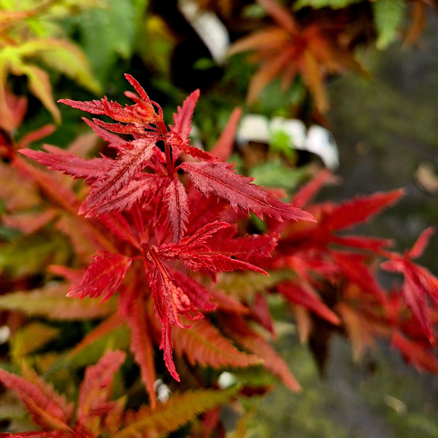 Acer palmatum Beni Hagoromo