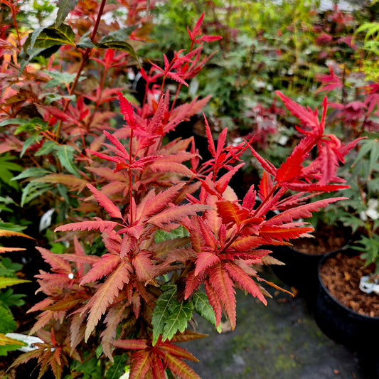 Acer palmatum Beni Hagoromo