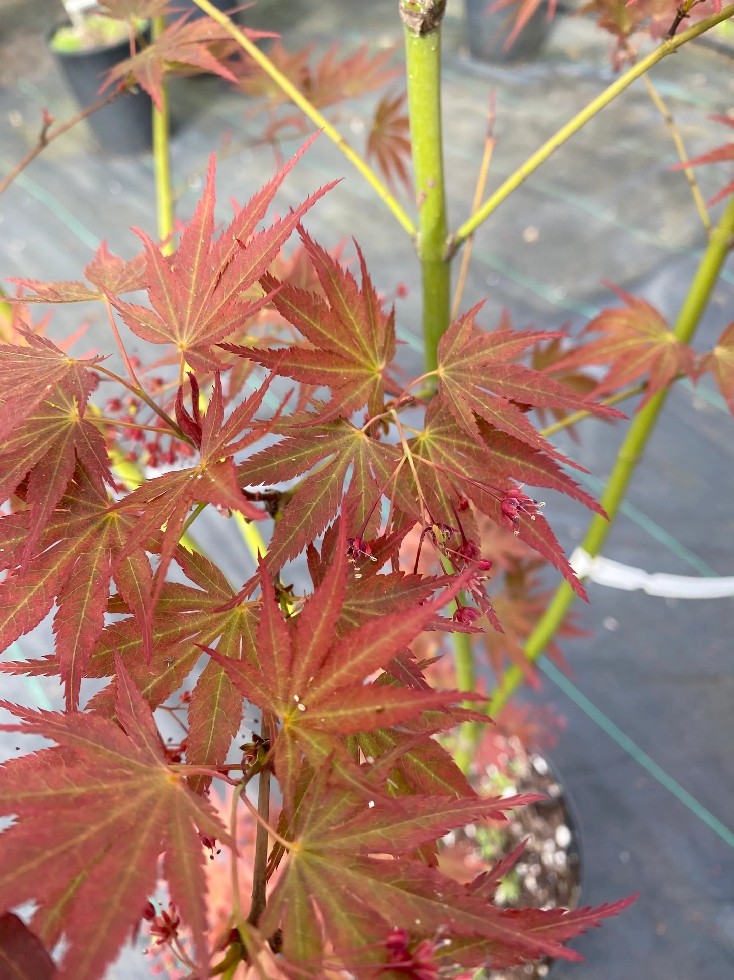 Acer palmatum Beni Sazanami