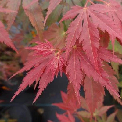 Acer palmatum Beni Sazanami