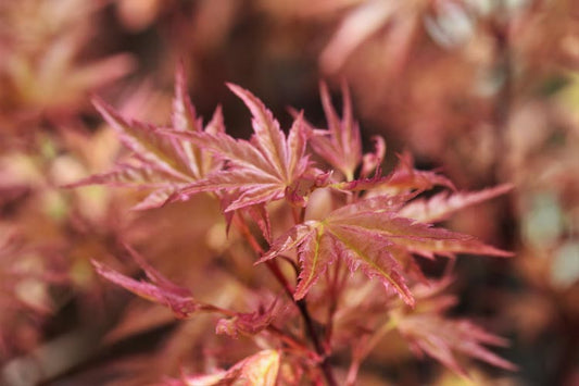 Acer palmatum Beni Tsukasa