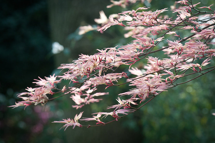 Acer palmatum Beni Tsukasa