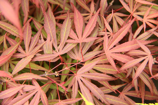 Acer palmatum Beni Ubi Gohon