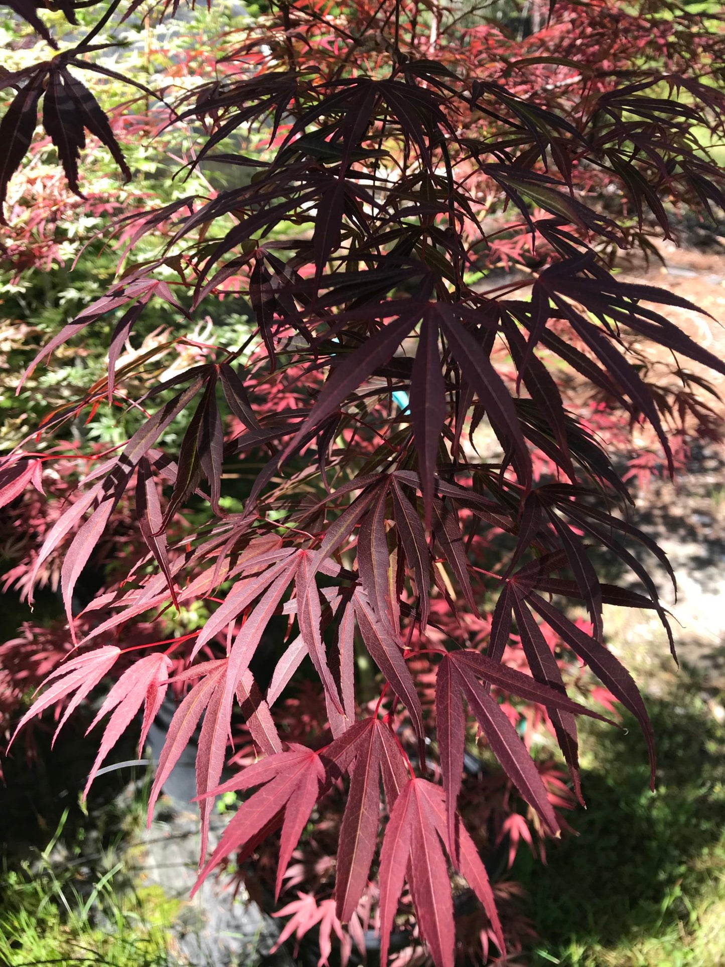 Acer palmatum Beni Ubi Gohon