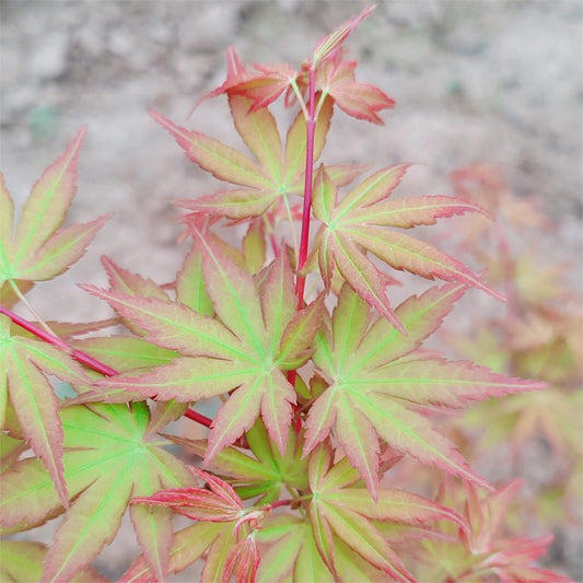 Acer palmatum Beni Zuru