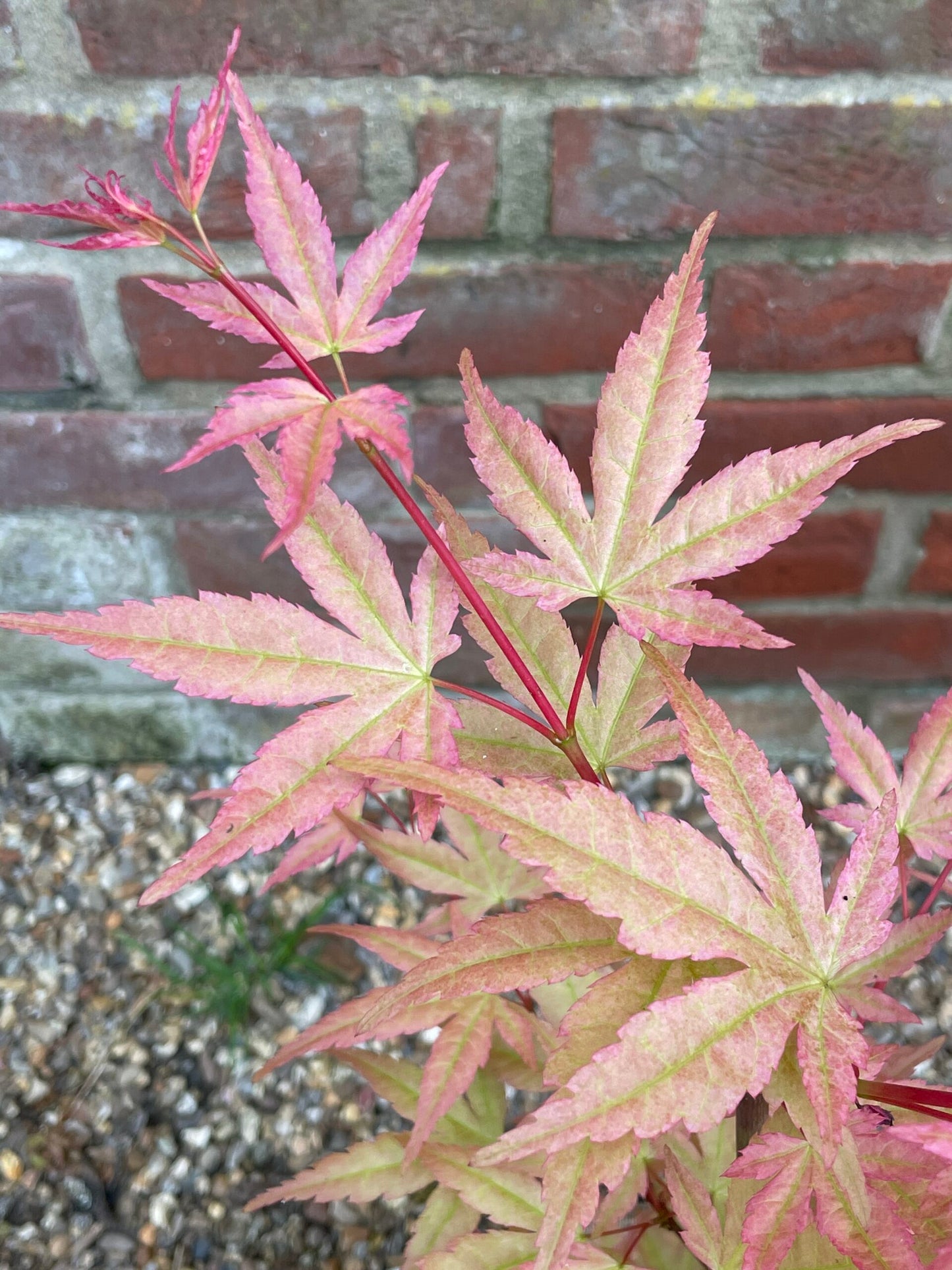 Acer palmatum Beni Zuru