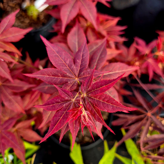 Acer palmatum Beni Hoshi (Ruby Stars)