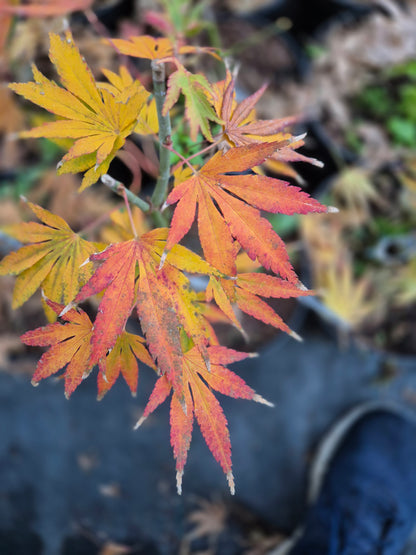 Acer palmatum Beni Sazanami