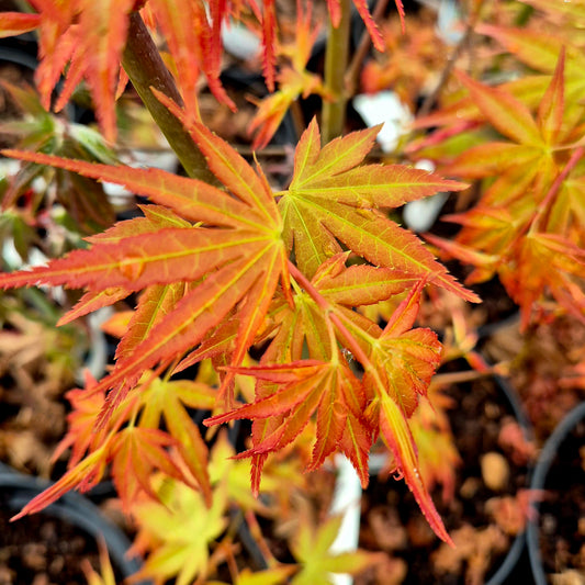 Acer palmatum Beni Zuru
