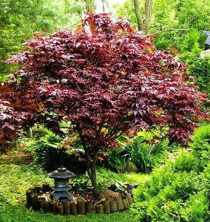 Acer palmatum Bloodgood