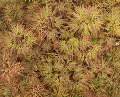 Acer palmatum Brocade