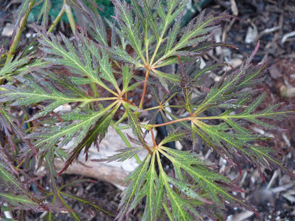 Acer palmatum Brocade