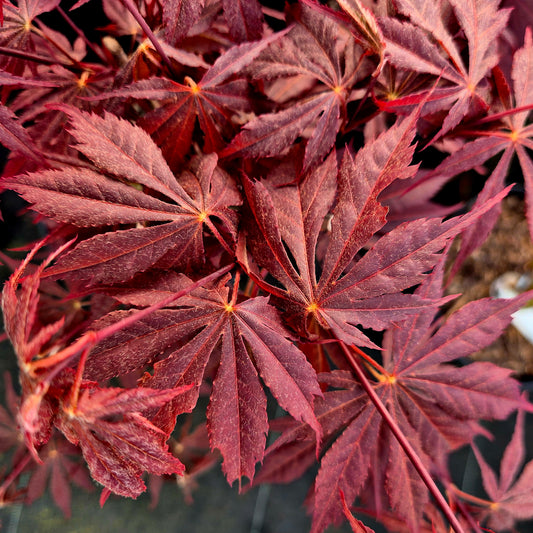 Acer palmatum Bujo-Ji